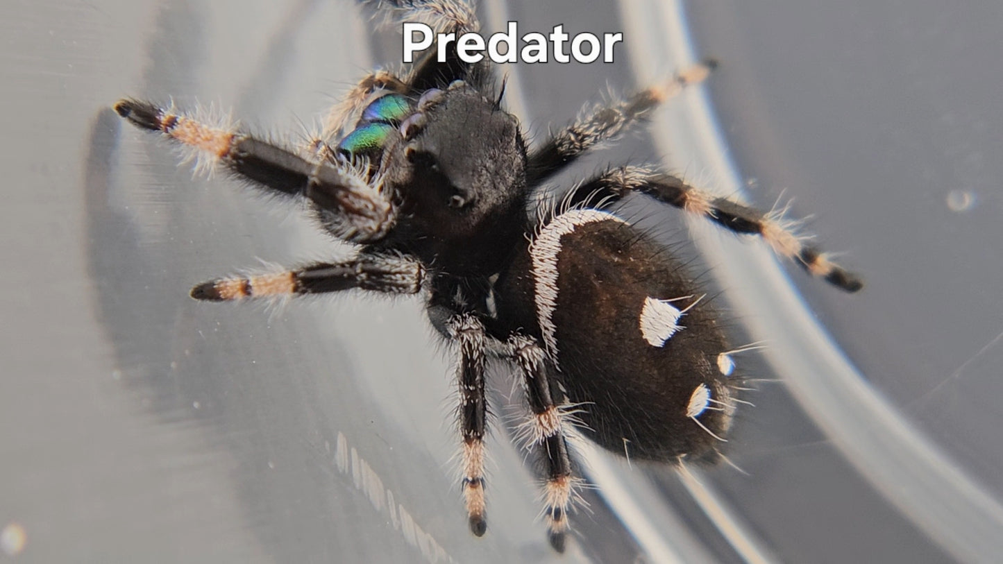 Predator - Male Regal