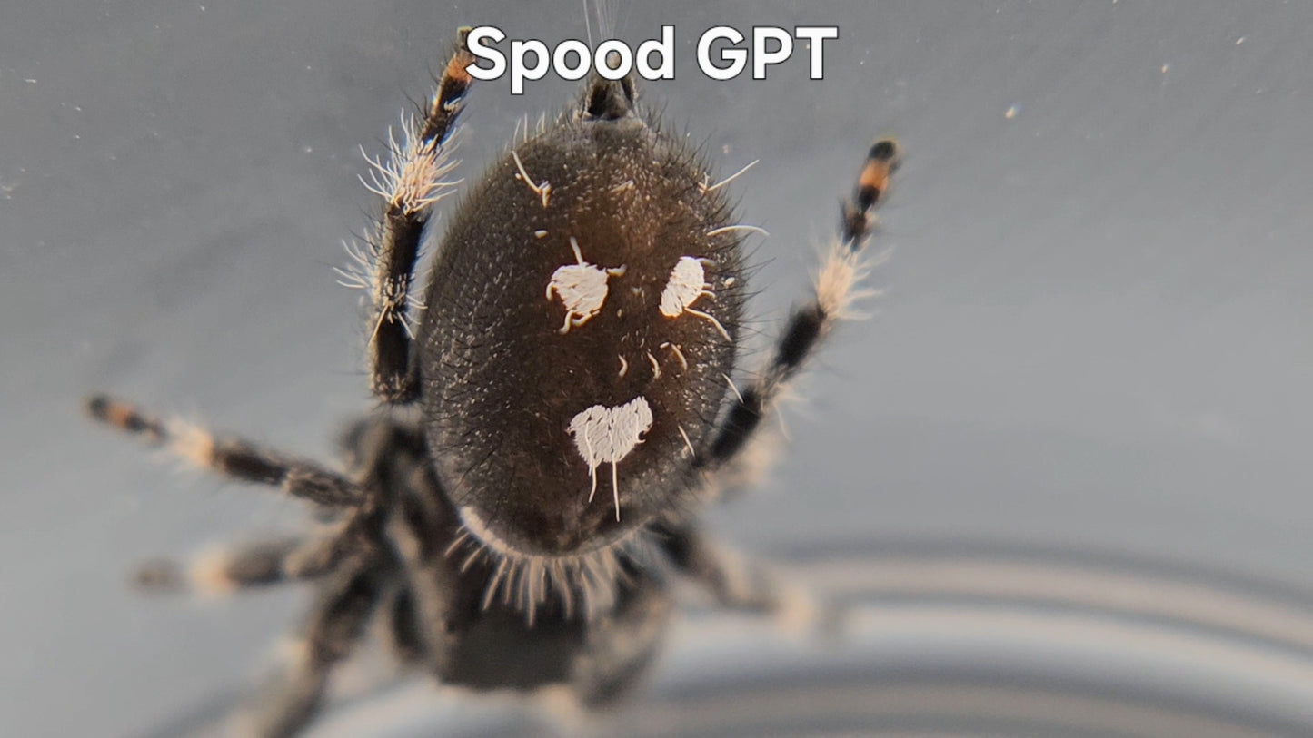 Spood GPT - Male Regal