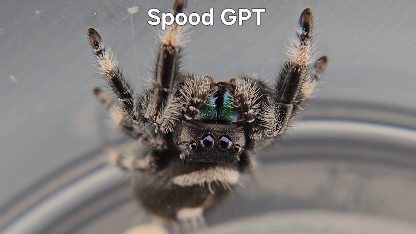 Spood GPT - Male Regal