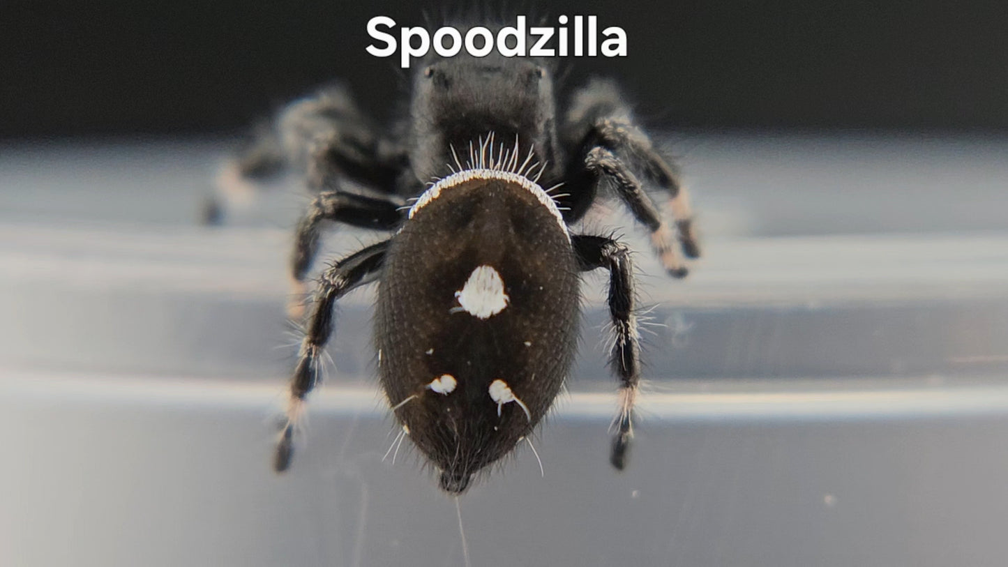 Spoodzilla - Male Regal