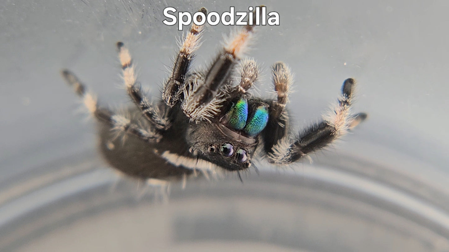 Spoodzilla - Male Regal