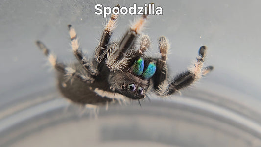 Spoodzilla - Male Regal