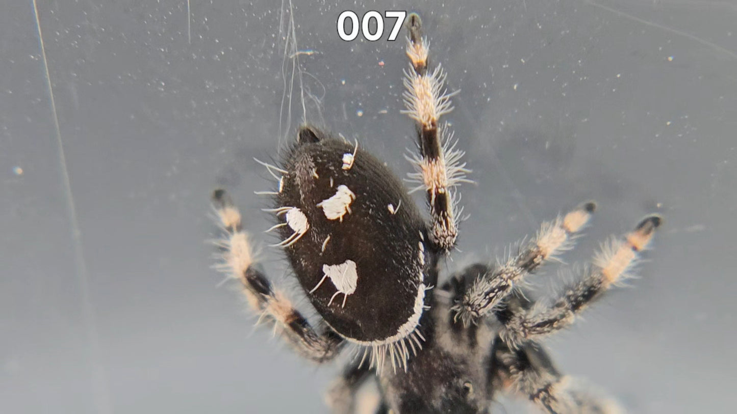 007 - Male Regal