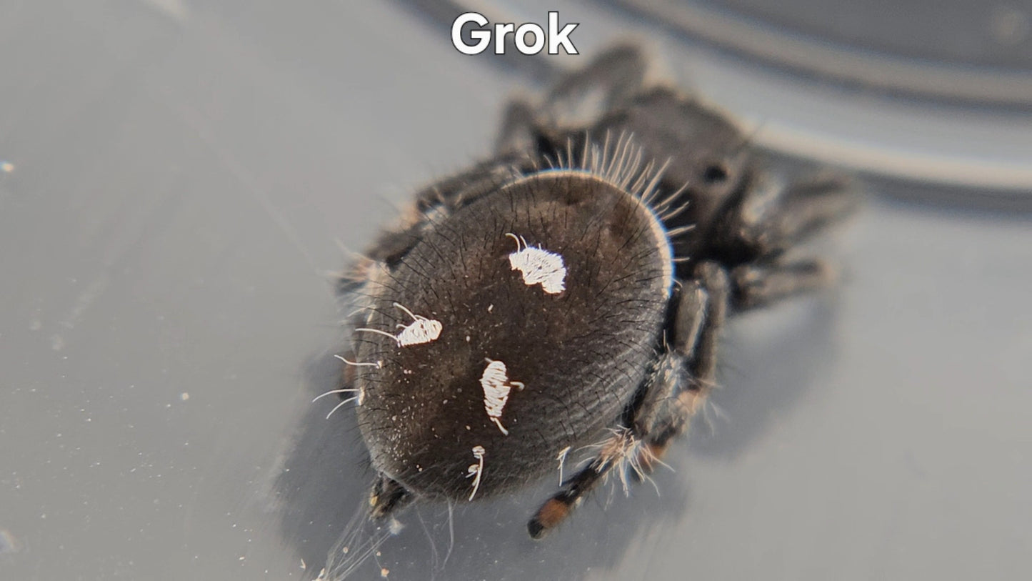 Grok - Male Regal
