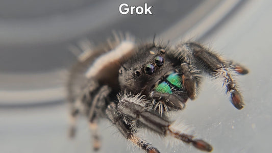 Grok - Male Regal