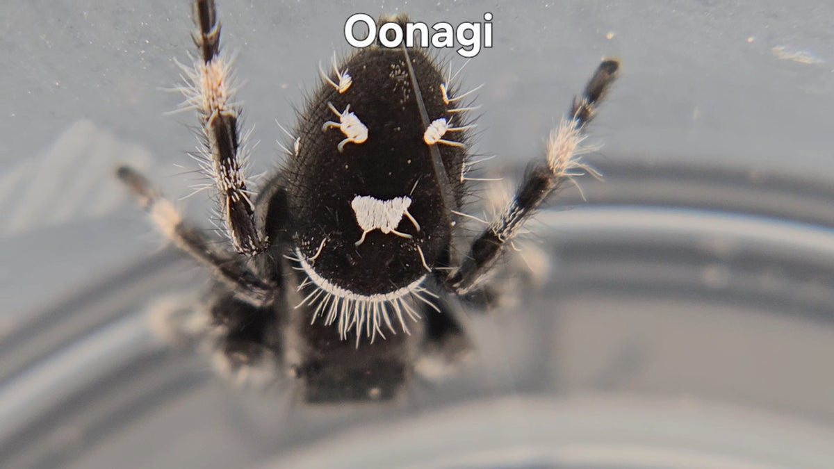 Oonagi Oonagi - Male Regal – Super Spood Jumpers