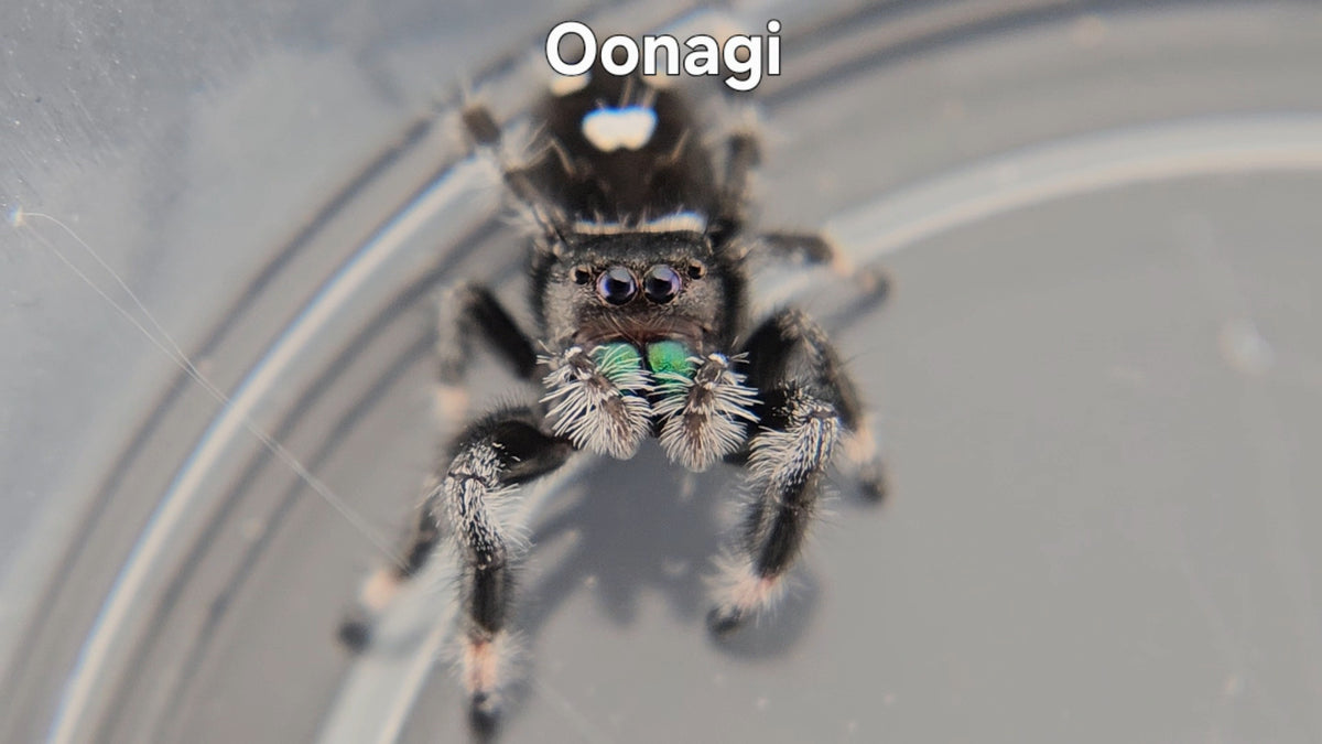 Oonagi Oonagi - Male Regal – Super Spood Jumpers
