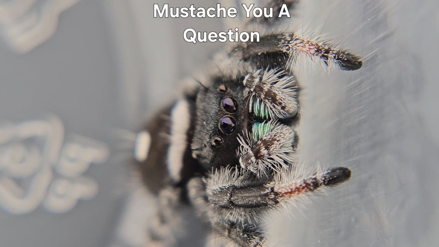 Mustache You A Question - Male Regal