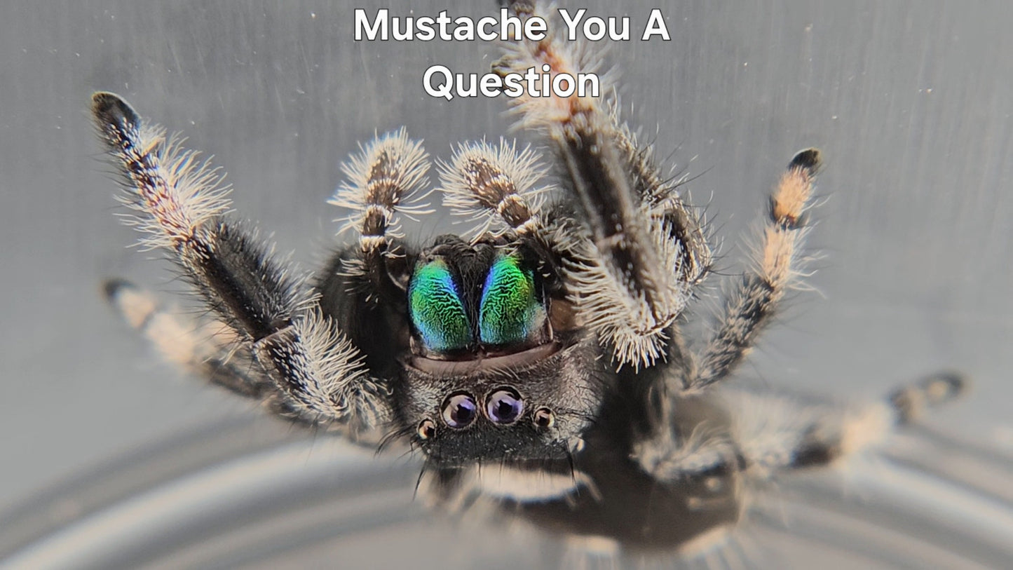 Mustache You A Question - Male Regal