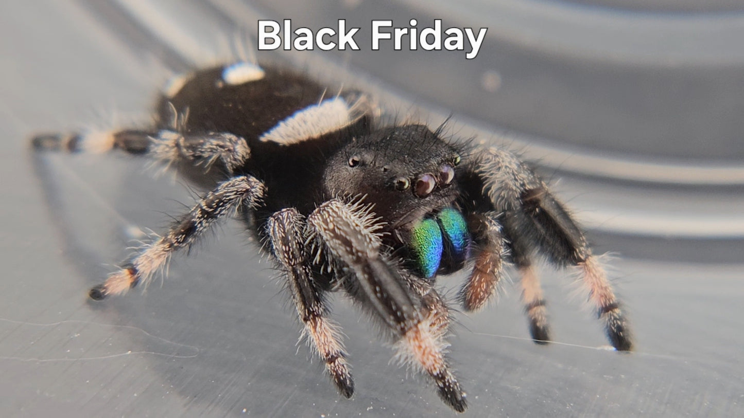 Black Friday - Male Regal