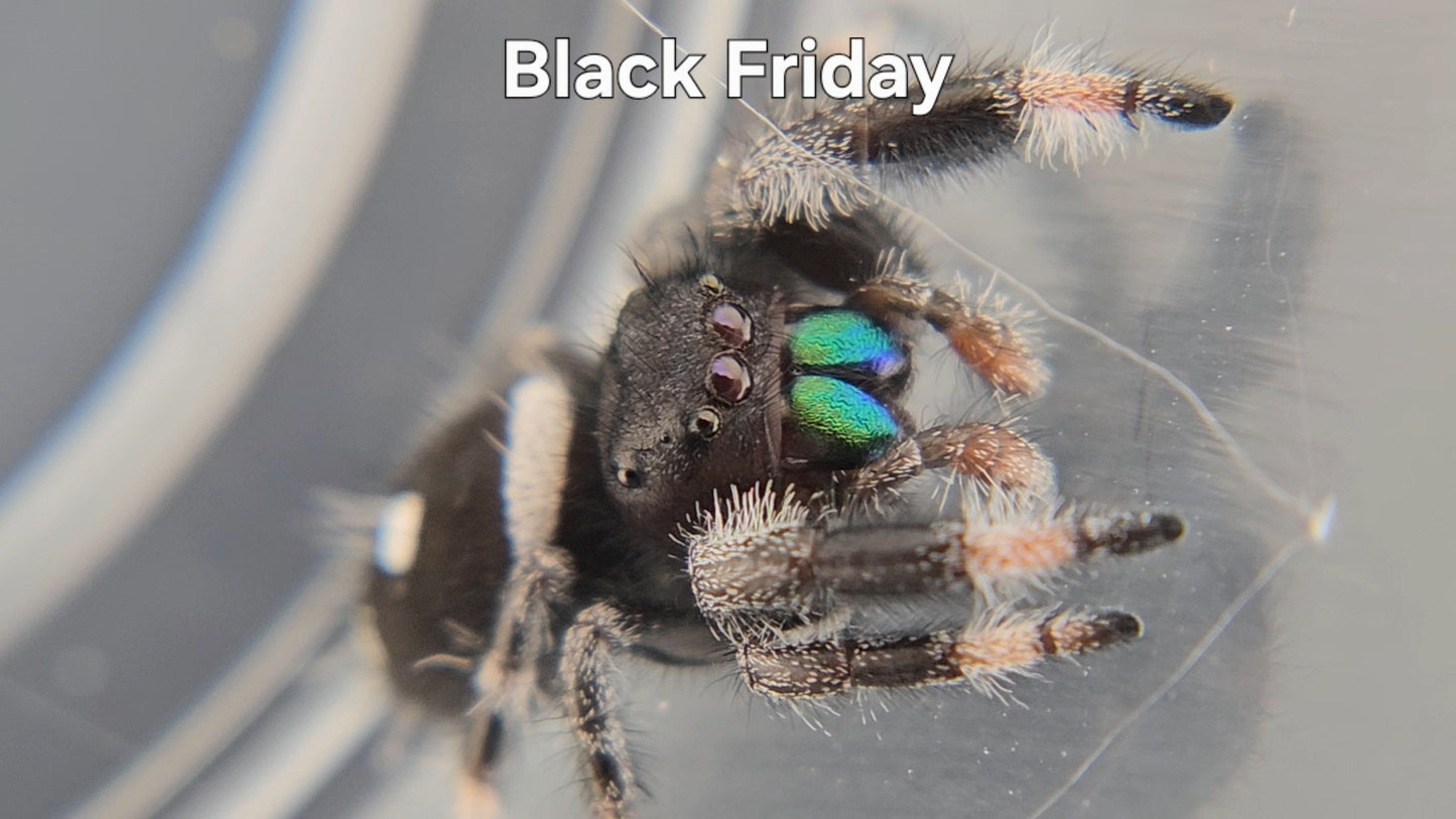 Black Friday - Male Regal