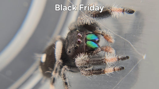 Black Friday - Male Regal