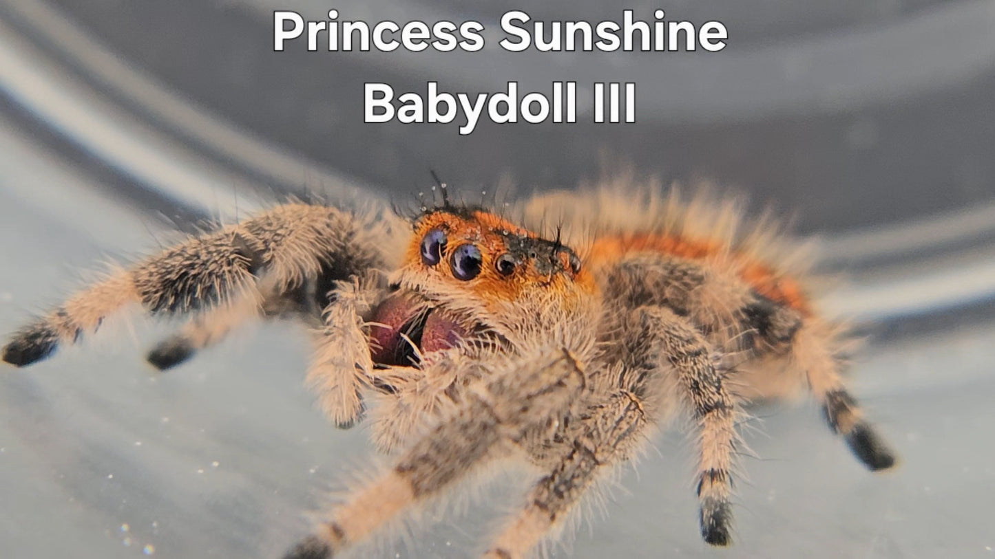 Princess Sunshine Babydoll III - Female Regal