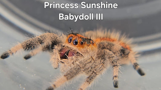 Princess Sunshine Babydoll III - Female Regal