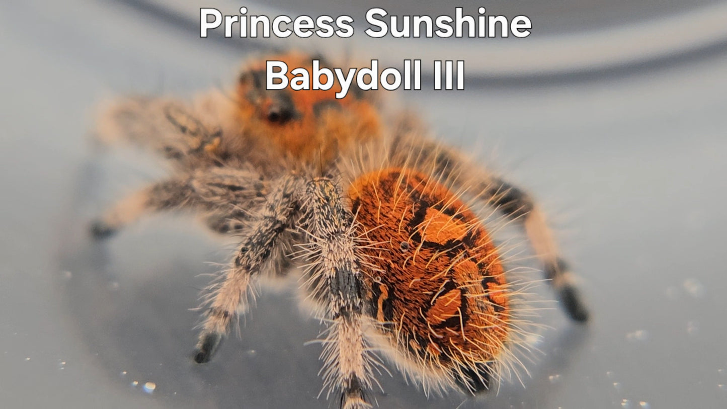 Princess Sunshine Babydoll III - Female Regal