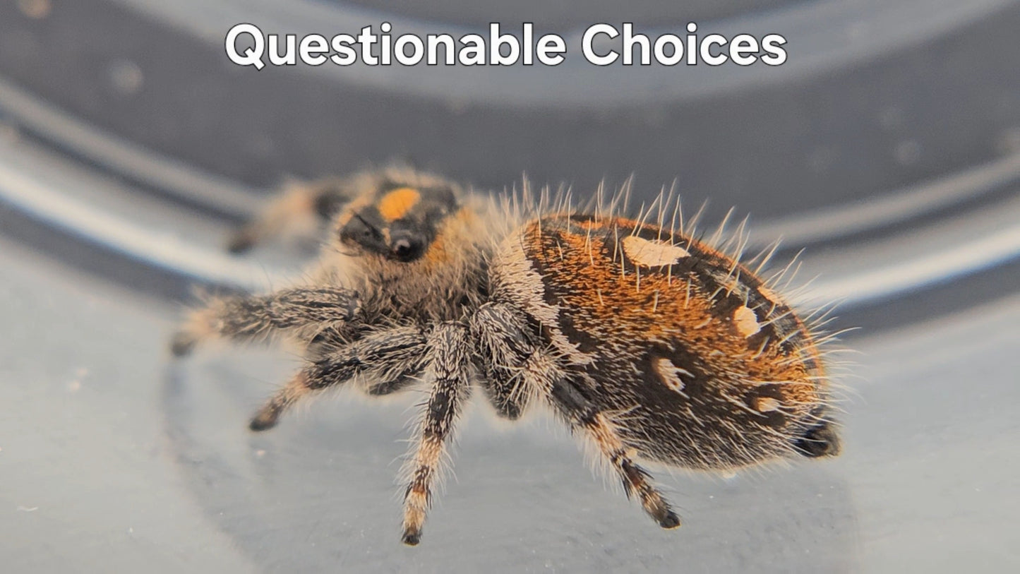 Questionable Choices - Female Regal