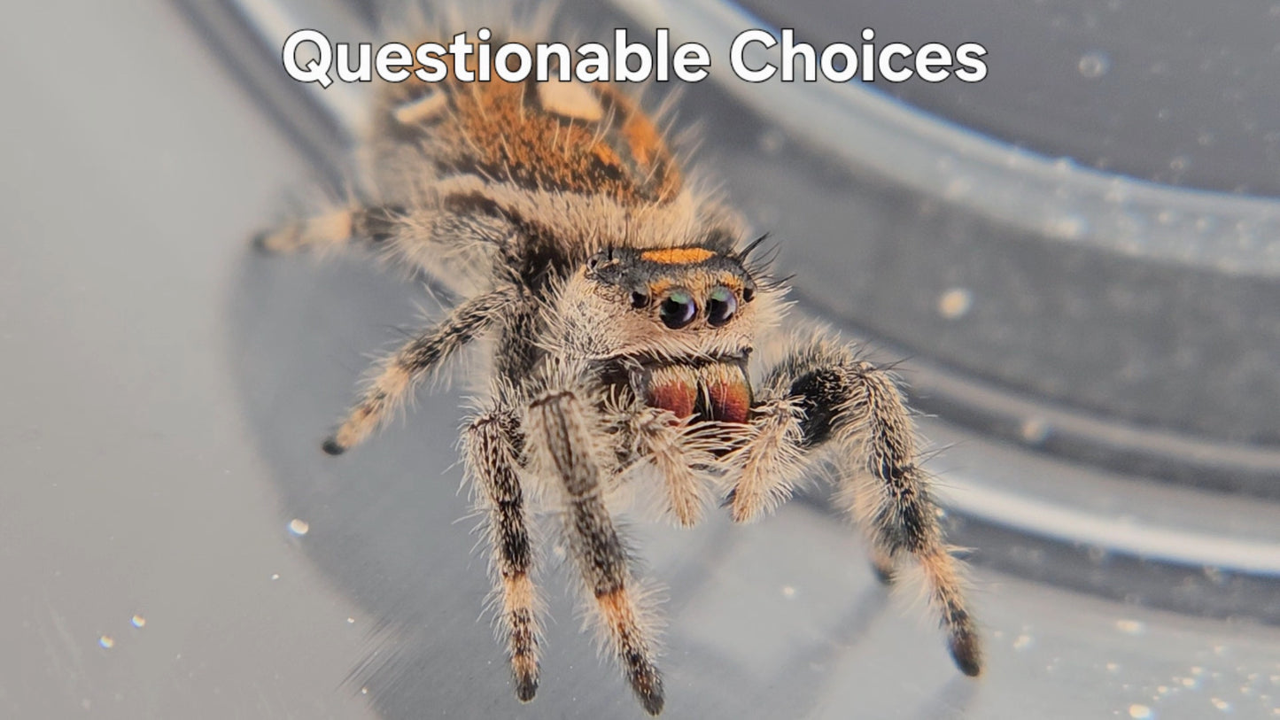 Questionable Choices - Female Regal