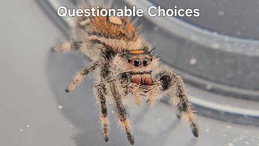 Questionable Choices - Female Regal