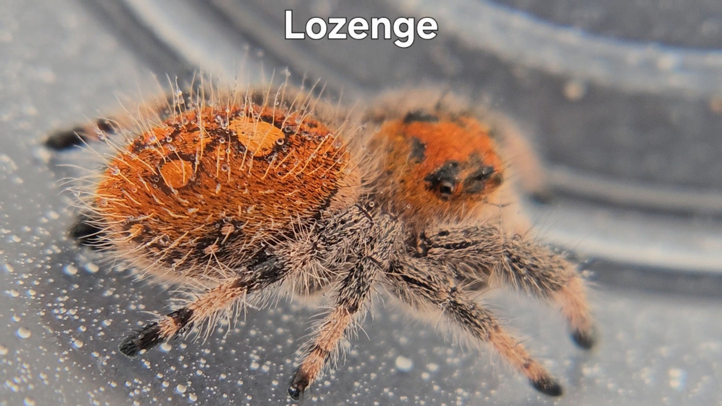 Lozenge - Female Regal