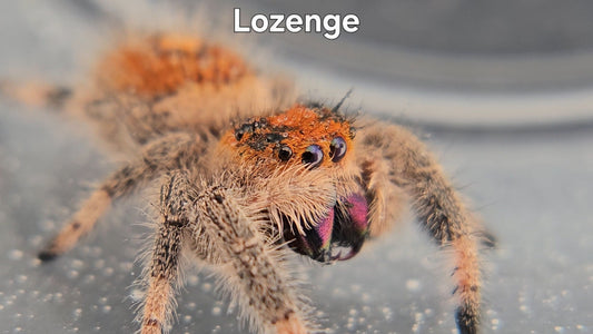 Lozenge - Female Regal