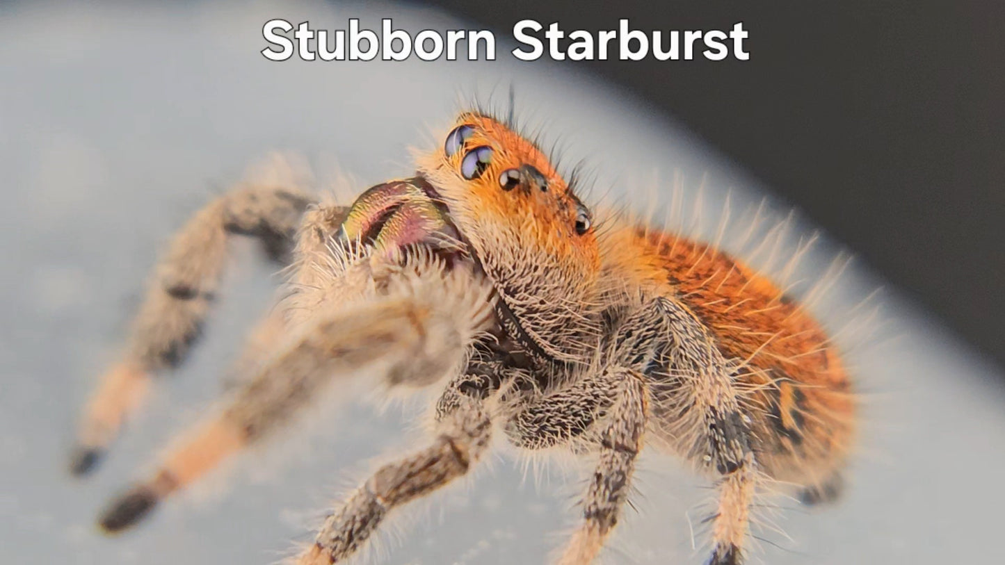 Stubborn Starburst - Female Regal