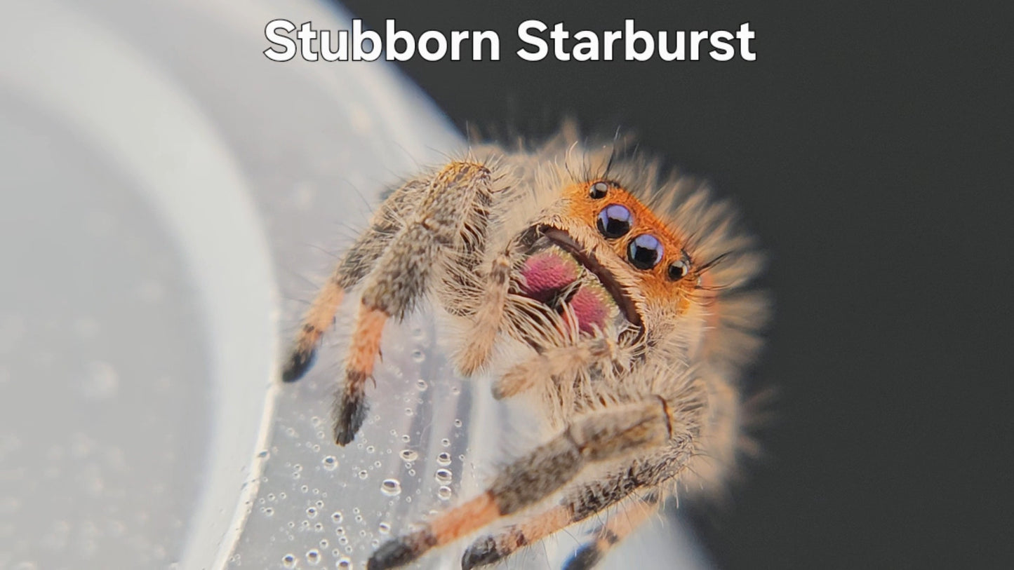Stubborn Starburst - Female Regal