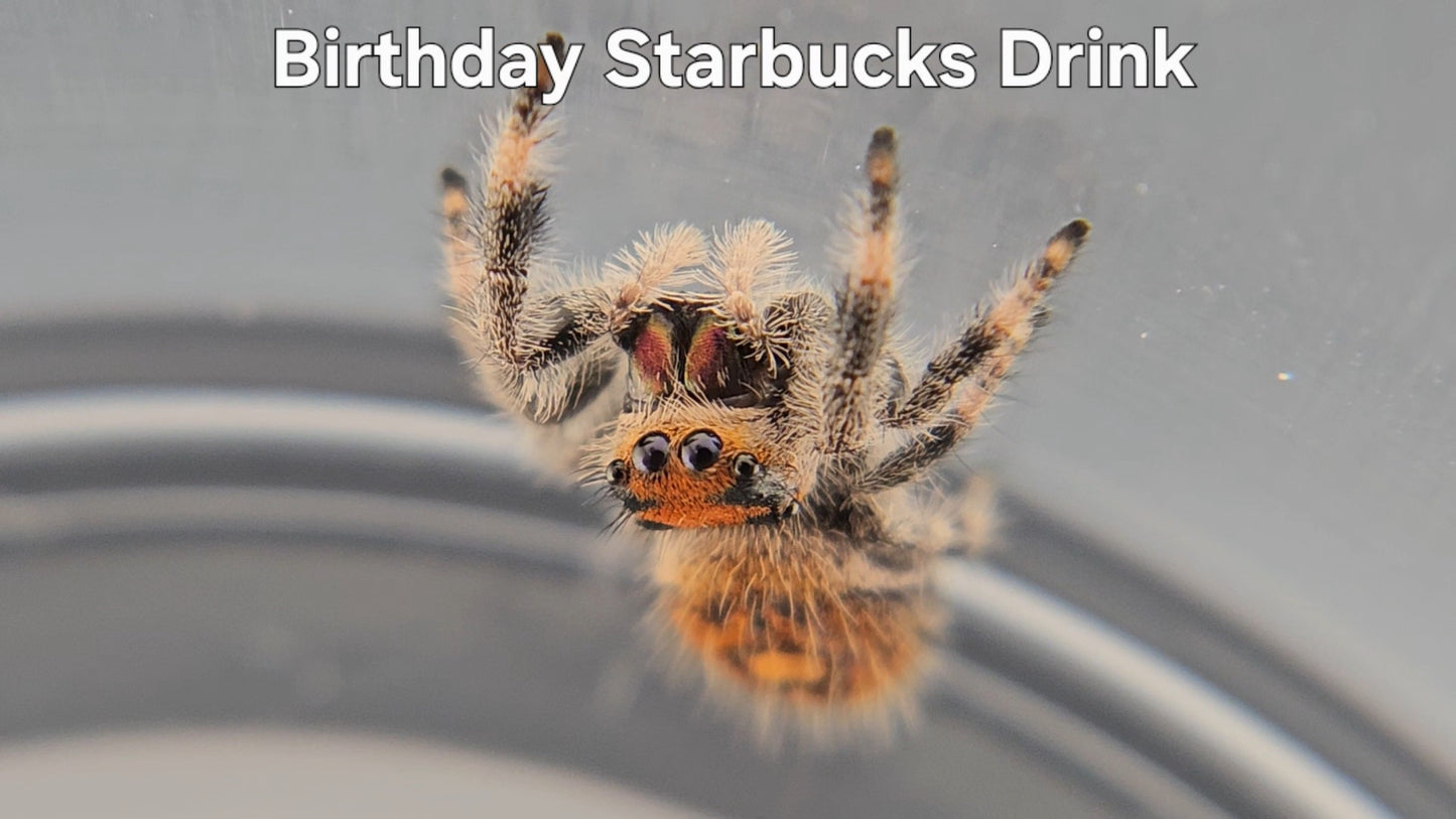 Birthday Starbucks Drink - Female Regal