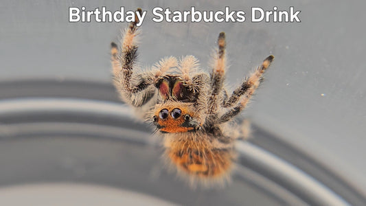 Birthday Starbucks Drink - Female Regal