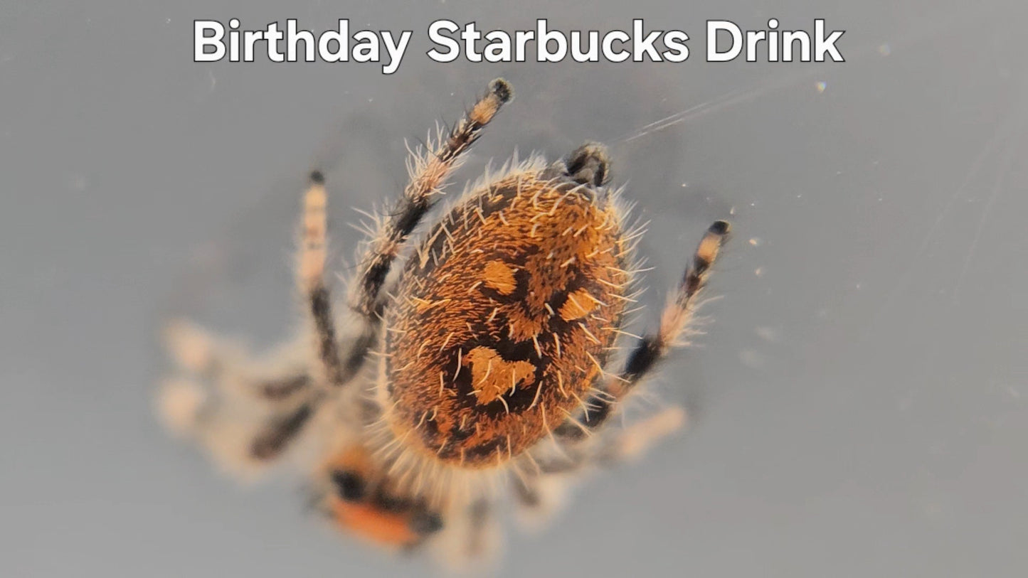 Birthday Starbucks Drink - Female Regal