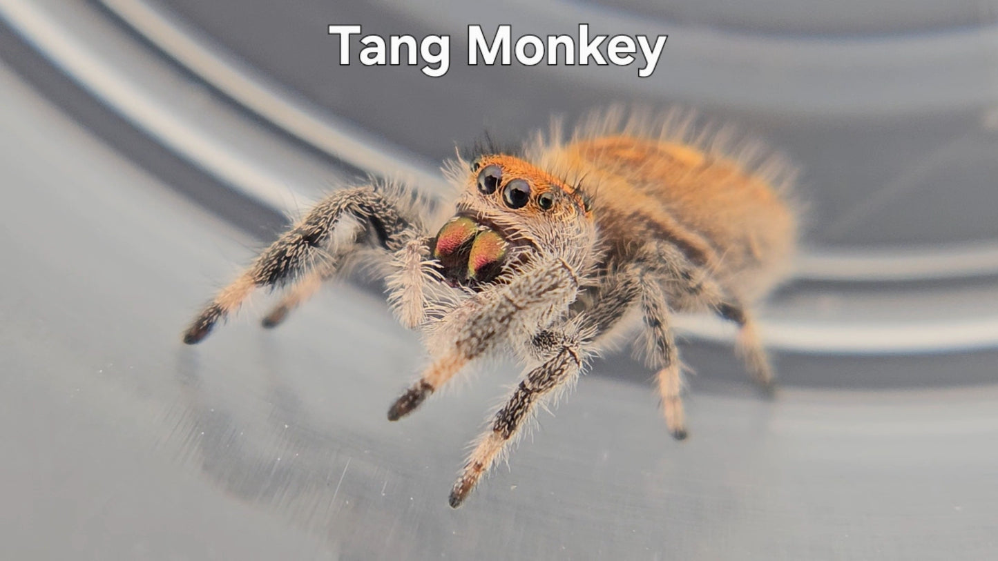 Tang Monkey - Female Regal