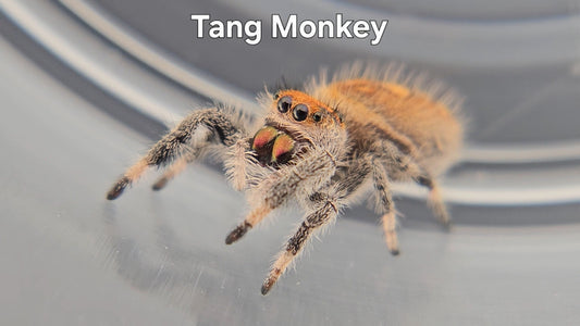 Tang Monkey - Female Regal
