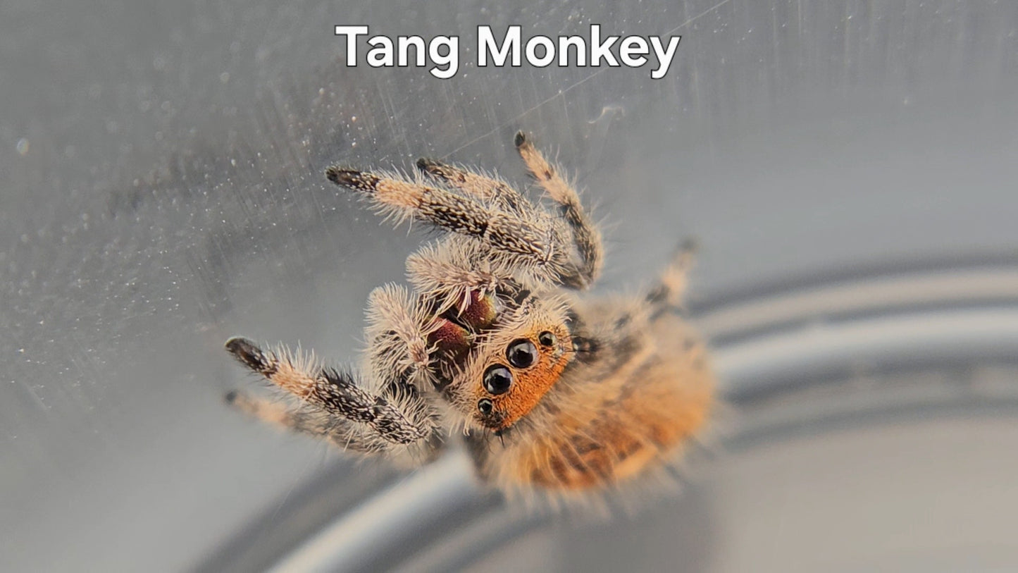 Tang Monkey - Female Regal