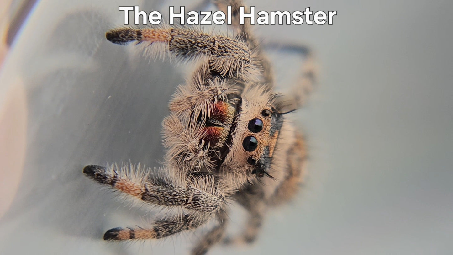 The Hazel Hamster - Female Regal