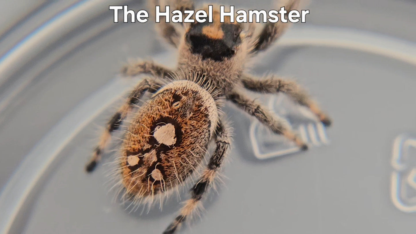 The Hazel Hamster - Female Regal
