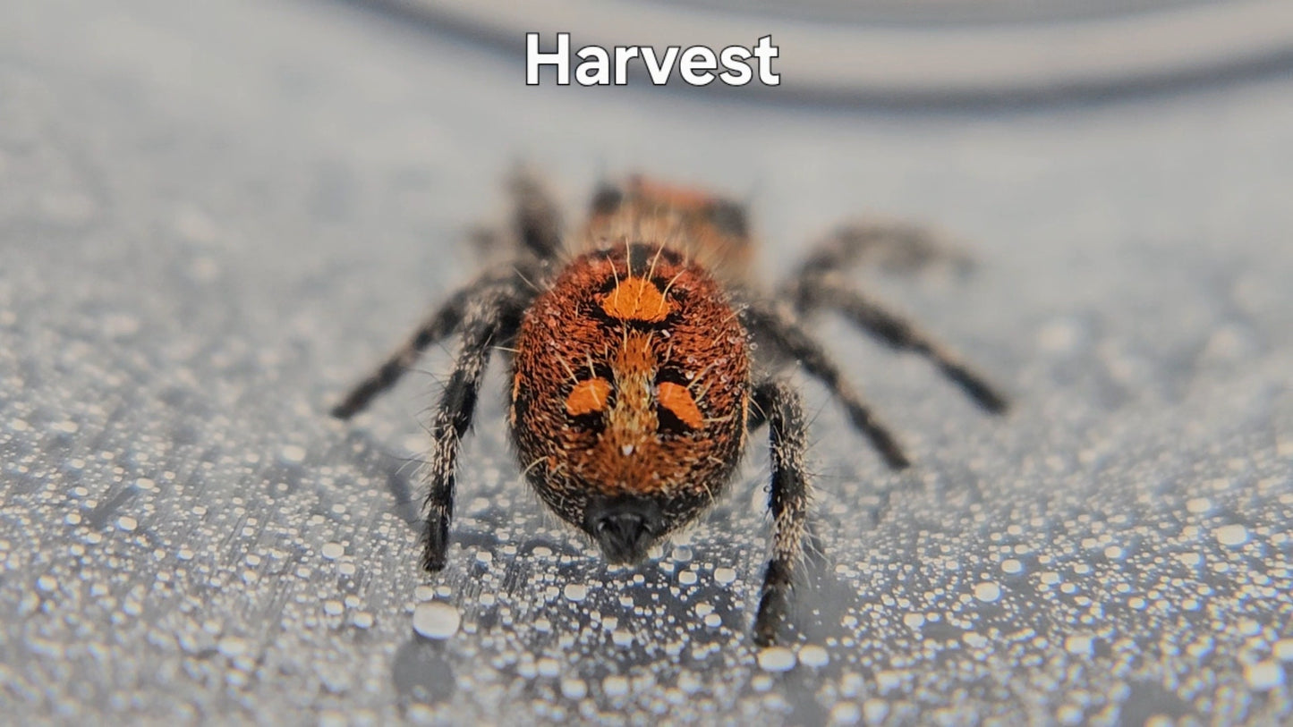 Harvest - Female Regal