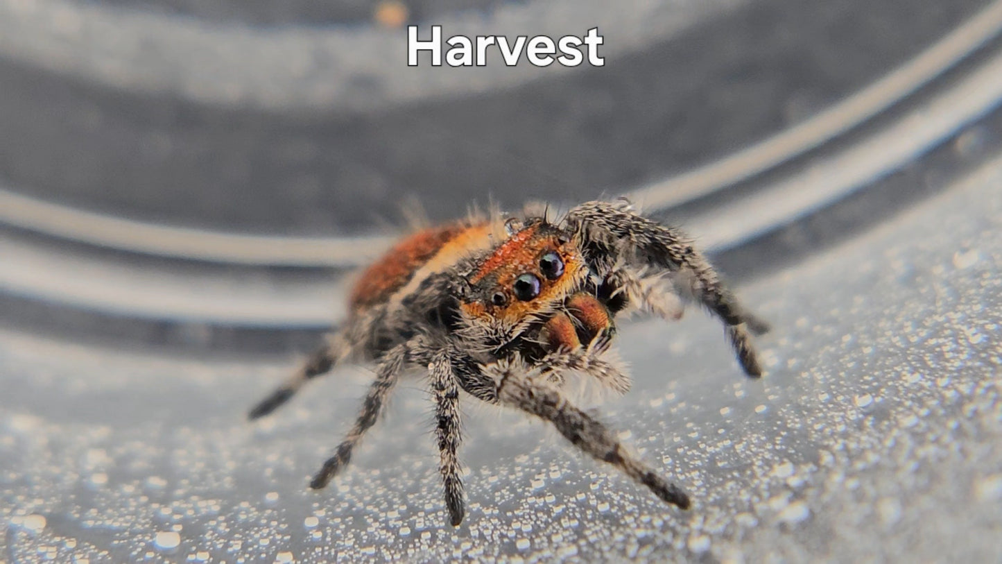 Harvest - Female Regal