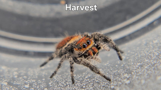 Harvest - Female Regal