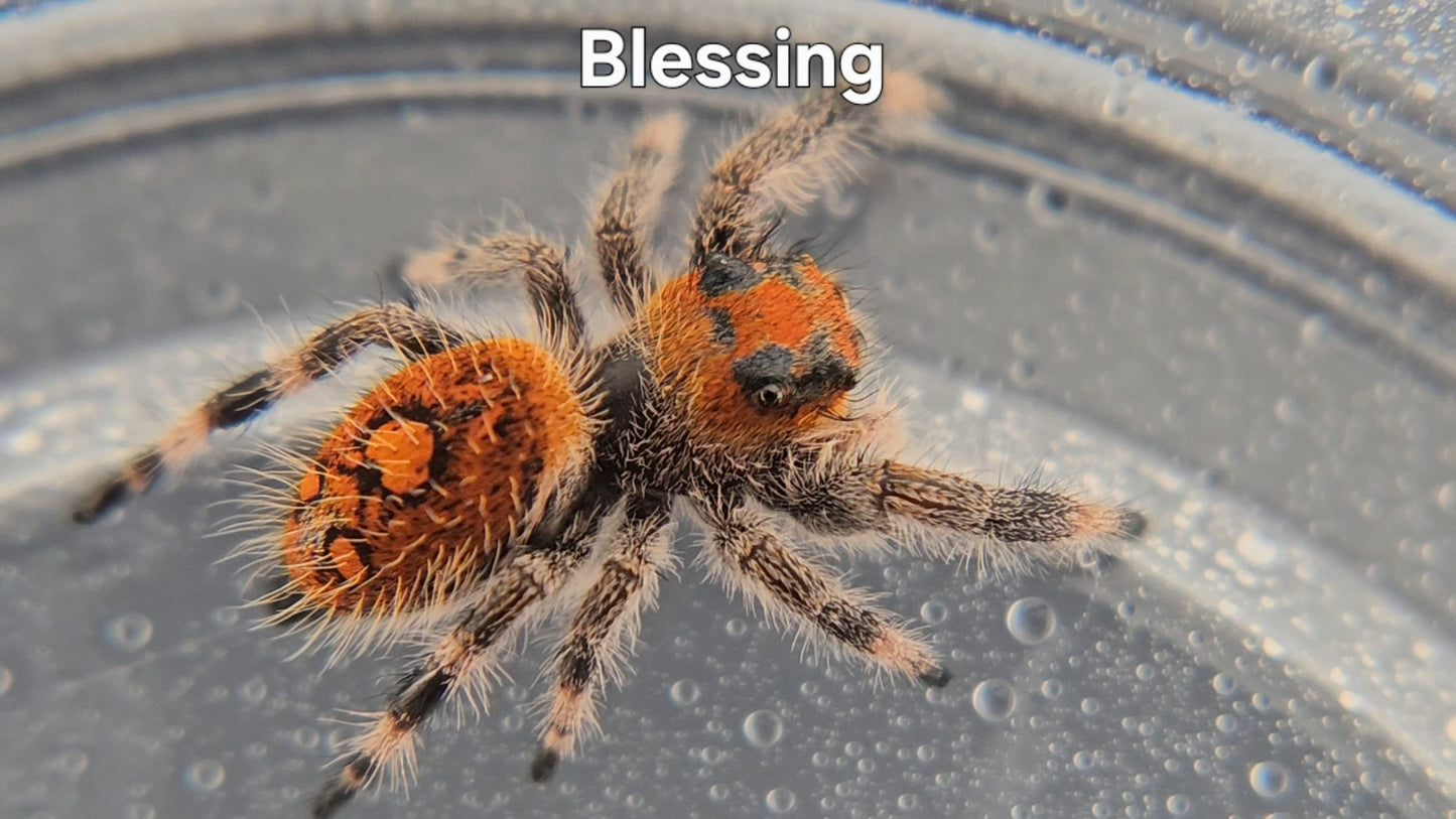Blessing - Female Regal