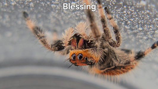 Blessing - Female Regal