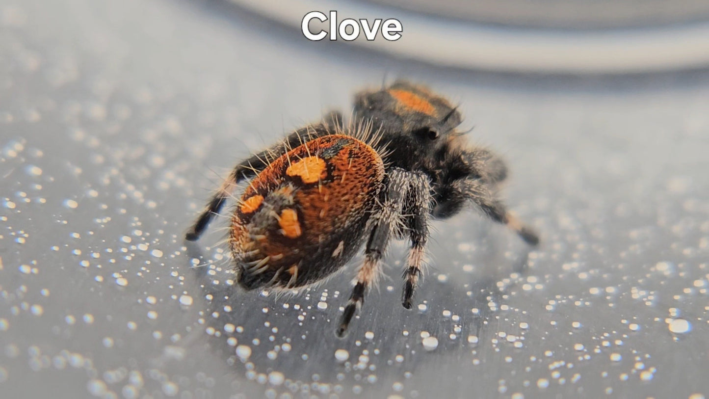 Clove - Female Regal