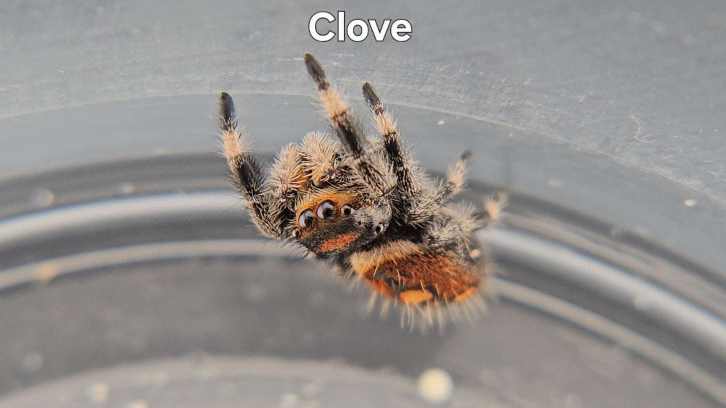 Clove - Female Regal
