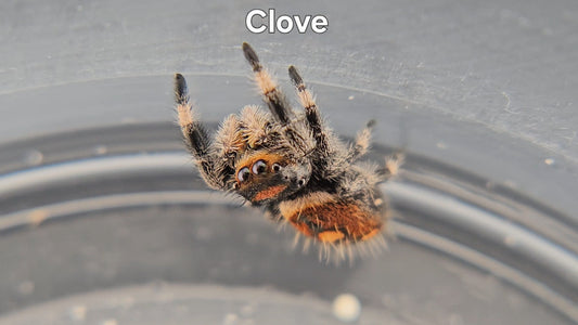 Clove - Female Regal