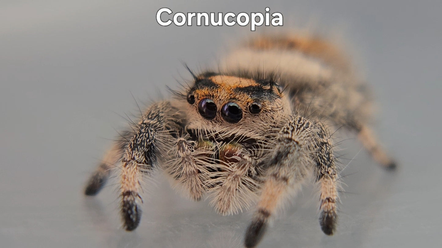 Cornucopia - Female Regal