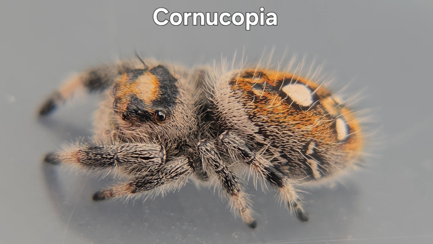 Cornucopia - Female Regal