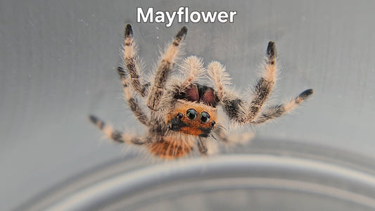Mayflower - Female Regal