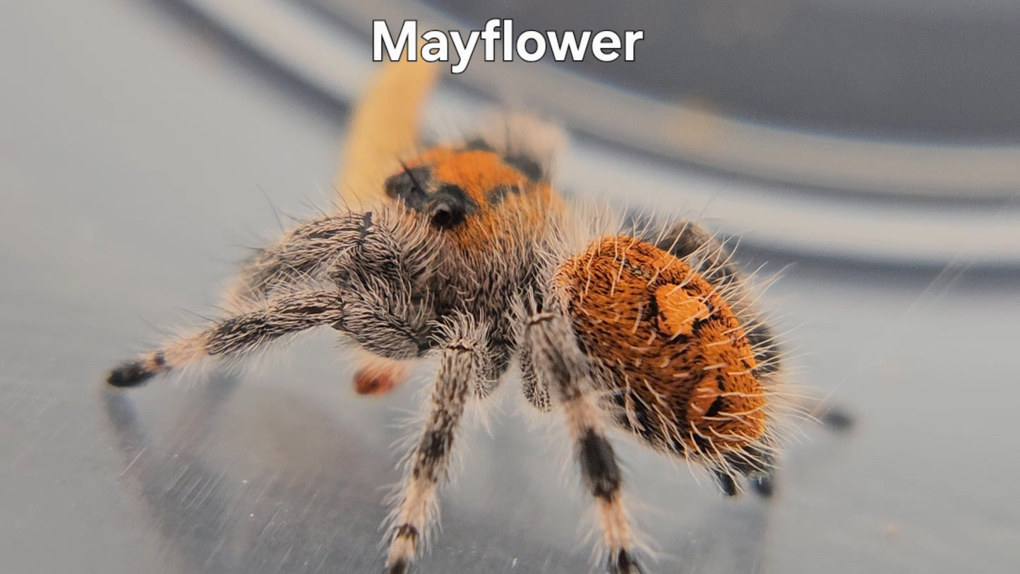 Mayflower - Female Regal
