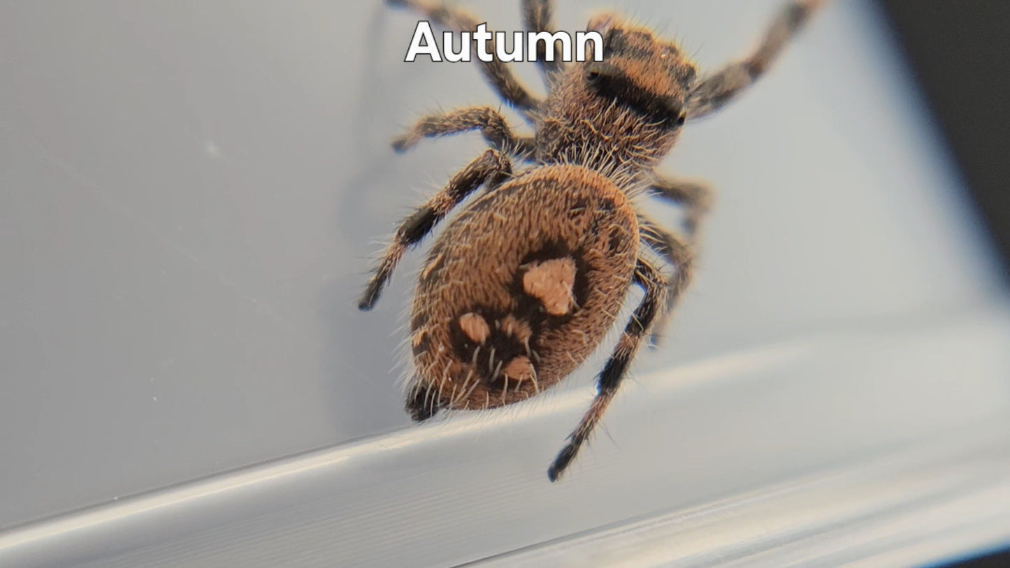 Autumn - Female Regal