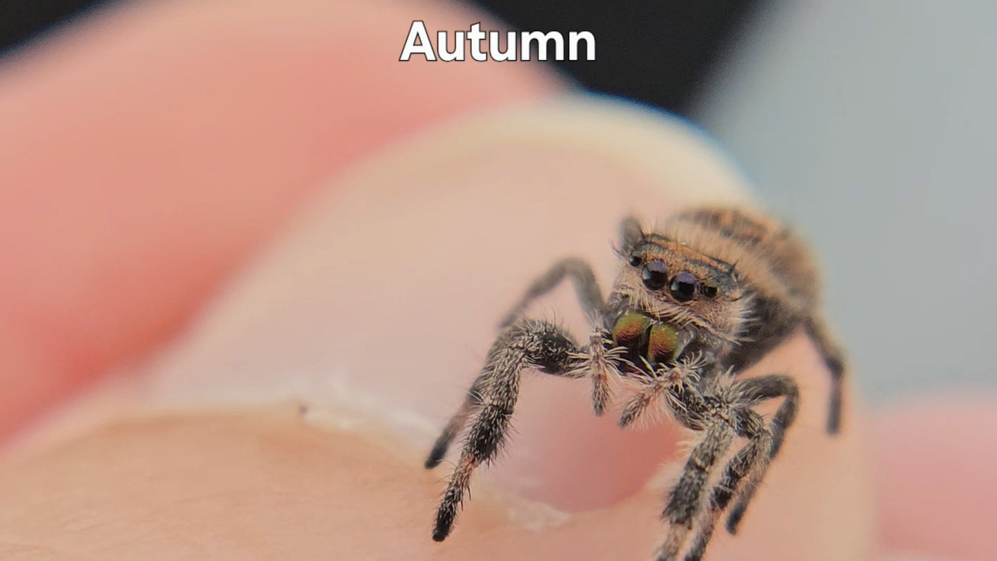 Autumn - Female Regal