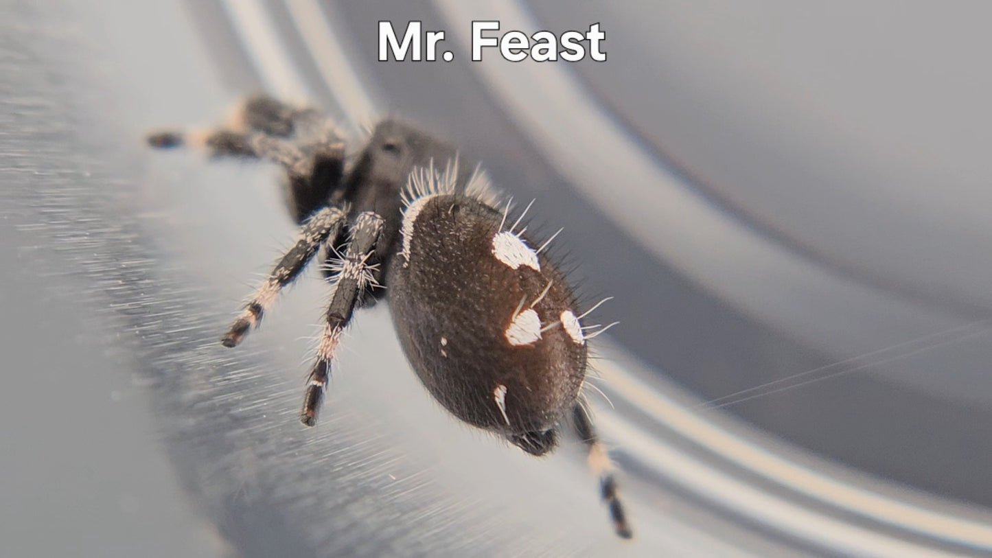 Mr. Feast - Male Regal