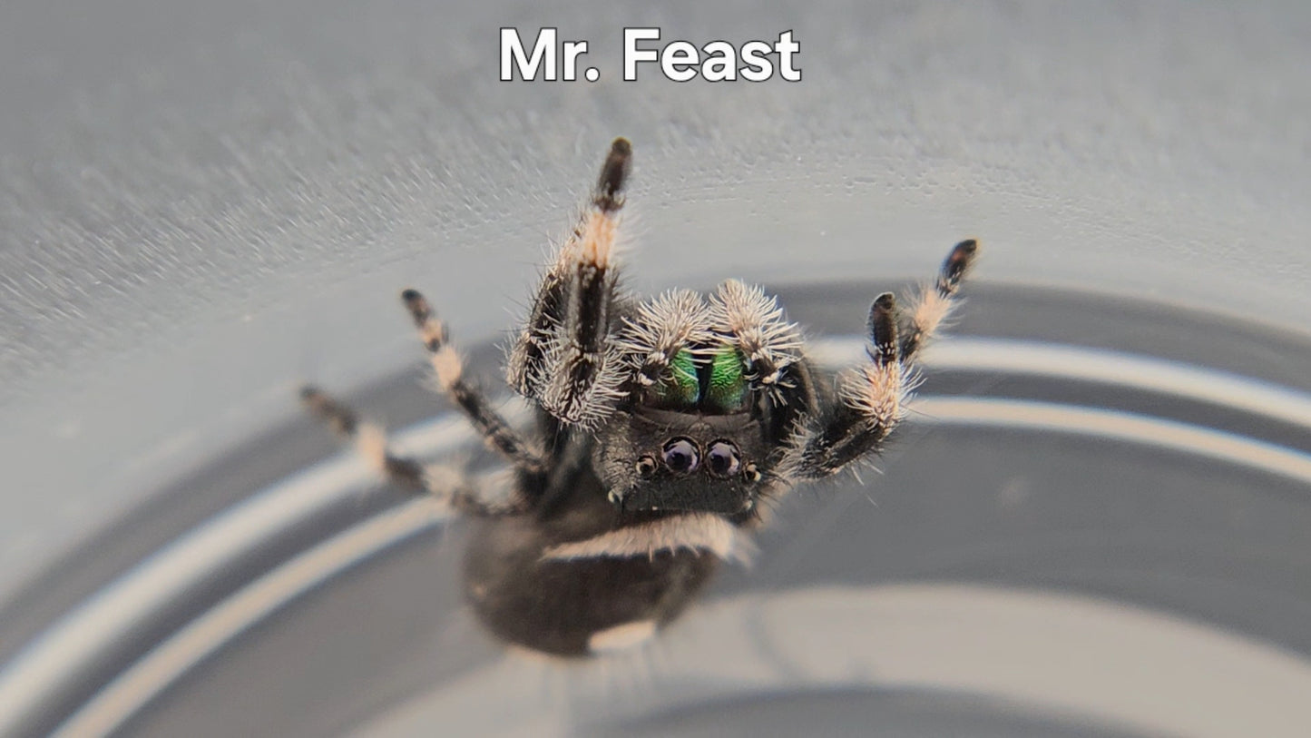 Mr. Feast - Male Regal
